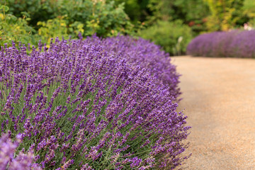 Fototapeta na wymiar lavender field in the France