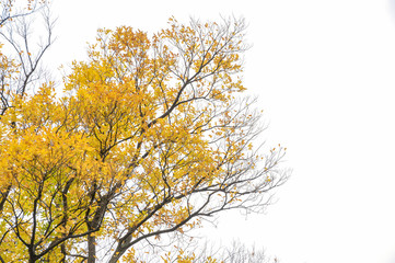 Autumn colors on the white scene