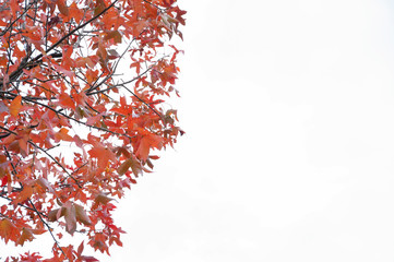 Maple leaf on white background