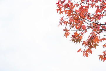 Maple leaf on white background