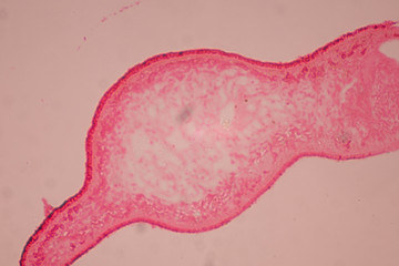 Planaria cell for education, Planaria cell