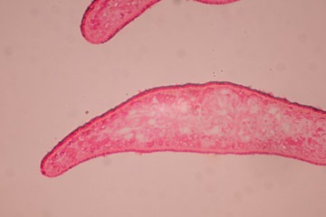 Planaria cell for education, Planaria cell