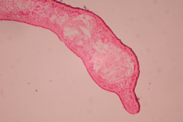Planaria cell for education, Planaria cell