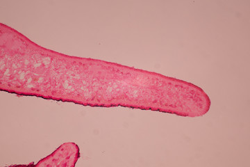 Planaria cell for education, Planaria cell
