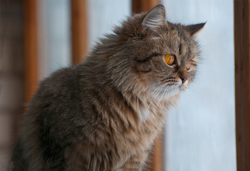 cat looks out the window