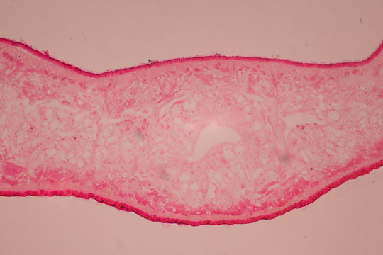 Planaria cell for education, Planaria cell