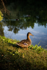 Colorful Mallard duck standing on the grass near river. Portrait of a Mallard duck in sunset time
