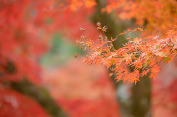 Natural red maple leaf orange background