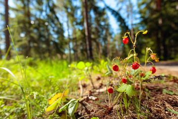  Wild strawberries at sunny day in forest.