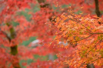 Natural red maple leaf orange background