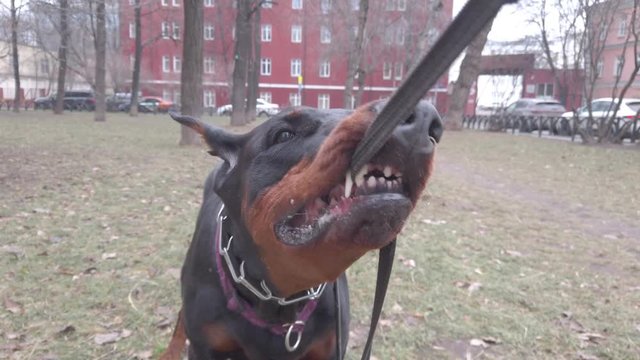 Agressive doberman dog games