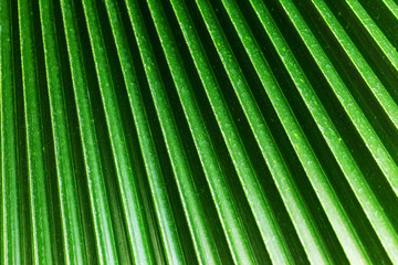 green leaf texture, nature background