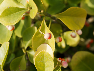 Baies jaunâtre lavées de rose pourvues d'arilles rouge orangé du fusain du Japon au feuillage vert (Euonymus japonicus)