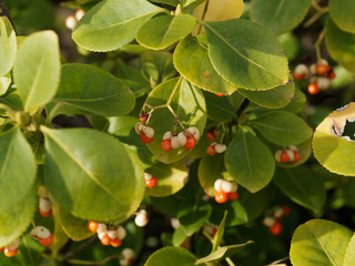 (Euonymus japonicus) Fusain du japon à fructification de baies jaune pâle pourvues d'arilles...