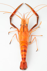 Cooked shrimp or lobster isolated on white background.