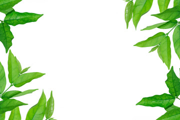 Fototapeta premium Green leaves on White Background, with copy space.