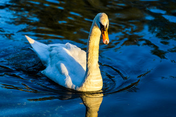 Mute swan (Cygnus Olor) swimming in the water
