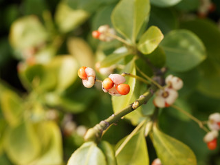 Baies jaunâtre lavées de rose pourvues d'arilles rouge orangé du fusain du Japon au feuillage vert (Euonymus japonicus)