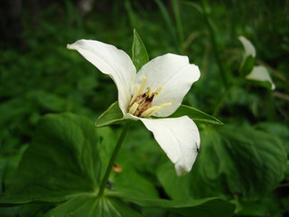 White flower with three petals close up on green grass background
