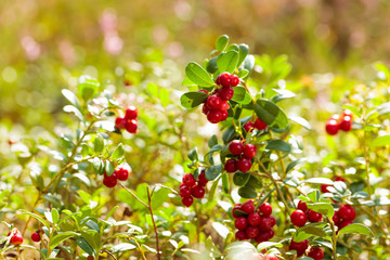 Red cowberry, lingonberry or partridgeberry. Forest natural background. Main source of vitamins in the winter.