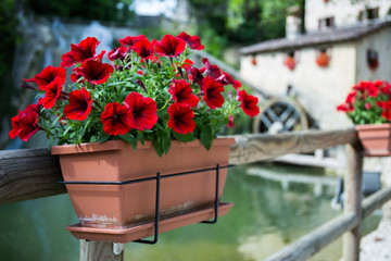 Red flowers in a flowerpot with cottage with a water mill in the background