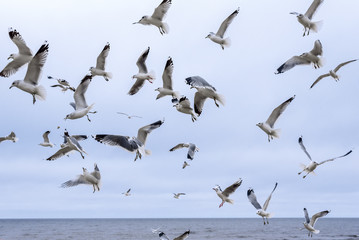 Seagulls on the Baltic Sea in late autumn, Jurmala, Latvia