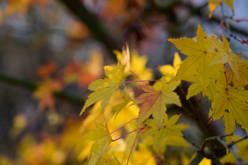 Natural autumn colors
