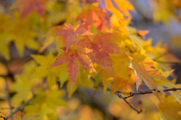 Naklejka na ściany i meble Natural autumn colors