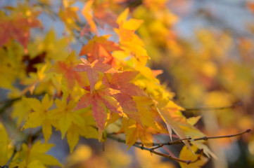 Natural autumn colors