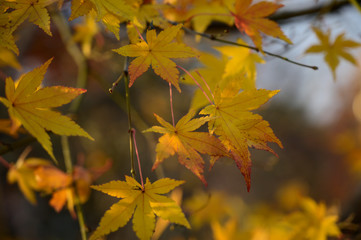 Natural autumn colors