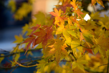 Natural autumn colors