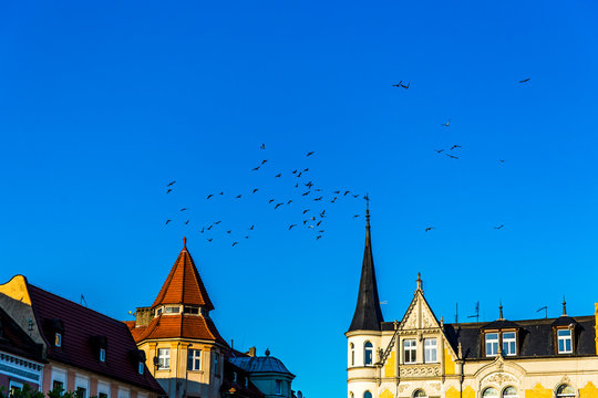 Birds flying above buildings on the square in Pszczyna, Poland.