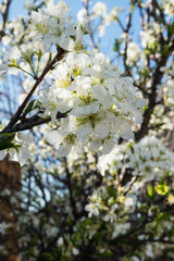 A desert Plum Tree blooming in the spring.