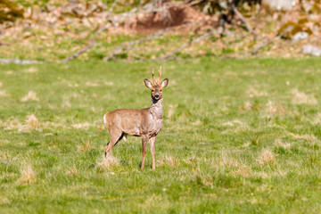Roebuck looking at the camera on a grass meadow