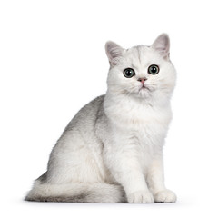 Amazing silver shaded British Shorthair kitten, sitting side ways. Looking at camera with big round green eyes. Isolated on white background.