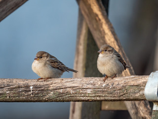 Sparrow. Sparrows close-up. Sparrows on the branches. Birds on a tree. Little birds. Macro