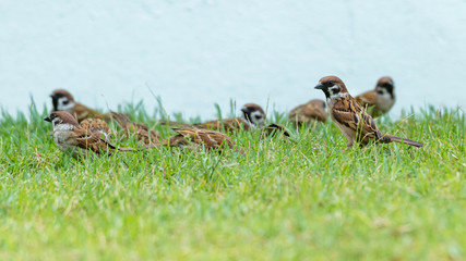A group of Eurasian Tree Sparrows standing on a lawn