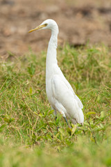 Cattle Egret raising its head looking into a distance