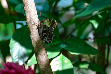 Schmetterling