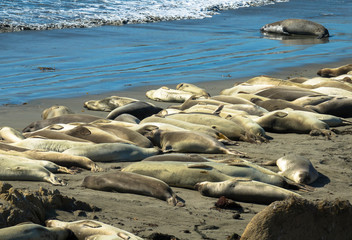 Die Bucht der Seeelefanten, San Simeon, Kalifornien