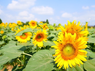 Obraz premium ひまわり畑 青空