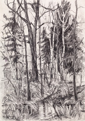 Trees near stream
