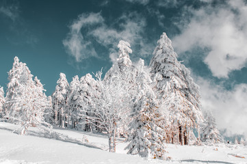 Frozen pine trees with heavy snow in a winter mountain landscape and moody and colorful sunset light with illuminated clouds. Brocken, Harz National Park Mountains in Germany
