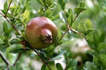 Pomegranate fruit on the tree