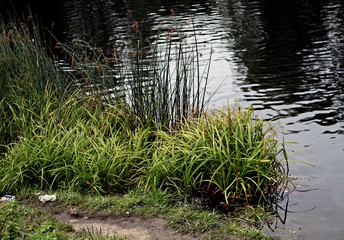 pond in forest