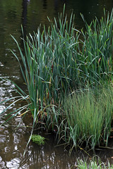grass in pond