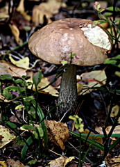 mushroom in forest