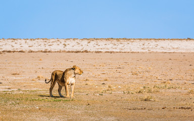 lion standing spotting for pray