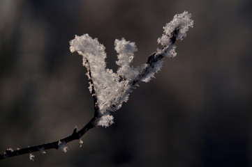 Evening winter landscape. A single tree branch is covered with snow on a plain light brown background.