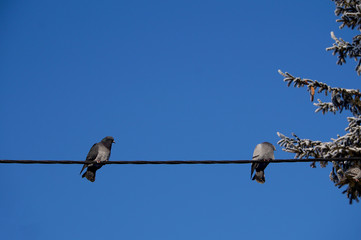 Two lonely pigeons, tired of flying, sit on an electric wire against the winter blue sky.